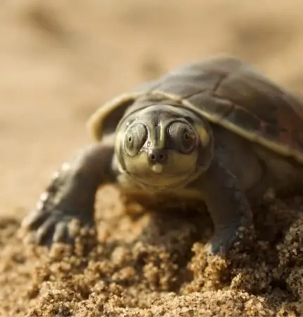 Bébé tortue sur une plage du fleuve Amazone près de Santa Sofia, venant d'éclore et rejoignant le fleuve.